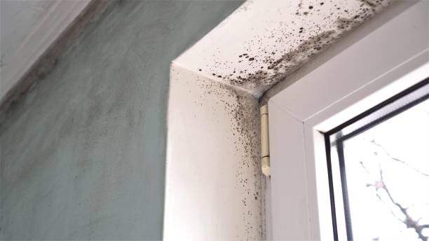 Best Mold Removal and Inspection  in North Windham, ME