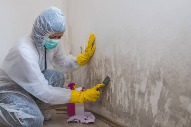 Best Mold Damage Repair  in North Windham, ME