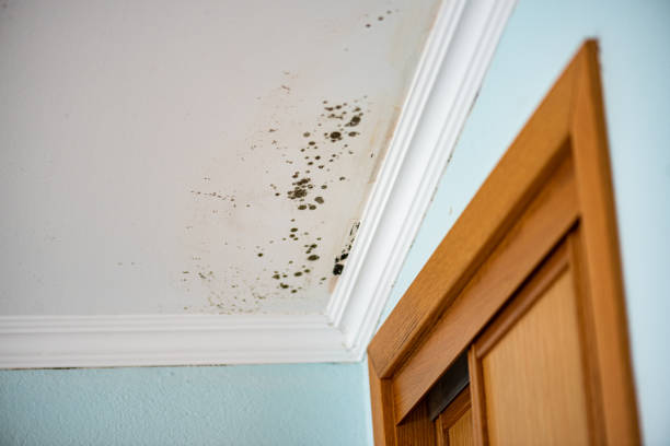Best Home Mold Removal  in North Windham, ME