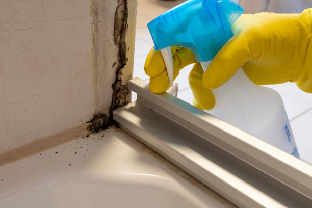 Best Mold Cleaning Services  in North Windham, ME