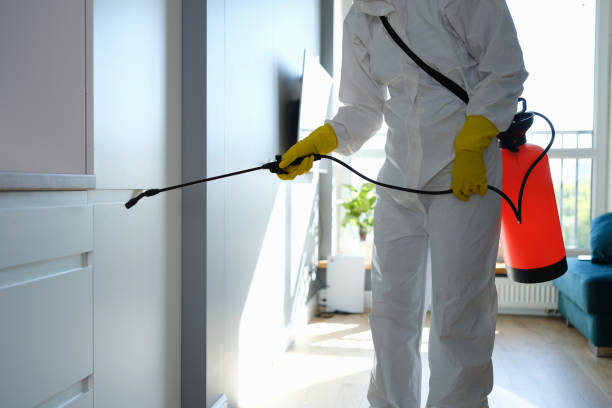 Best Professional Mold Removal  in North Windham, ME