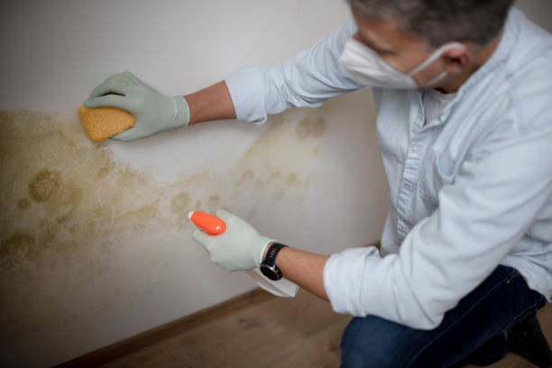 Best Commercial Mold Removal  in North Windham, ME