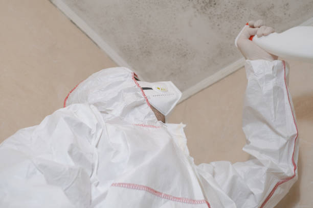 Best Professional Mold Removal  in North Windham, ME