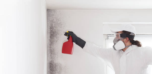 Best Toxic Mold Removal  in North Windham, ME