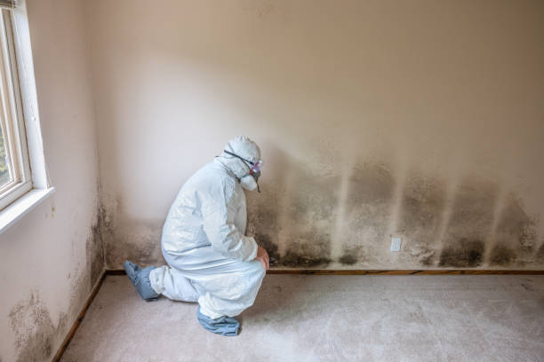 Best Residential Mold Removal  in North Windham, ME