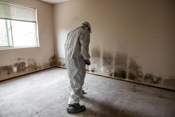 Best Home Mold Removal  in North Windham, ME