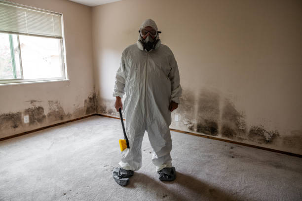 Best Certified Mold Removal  in North Windham, ME