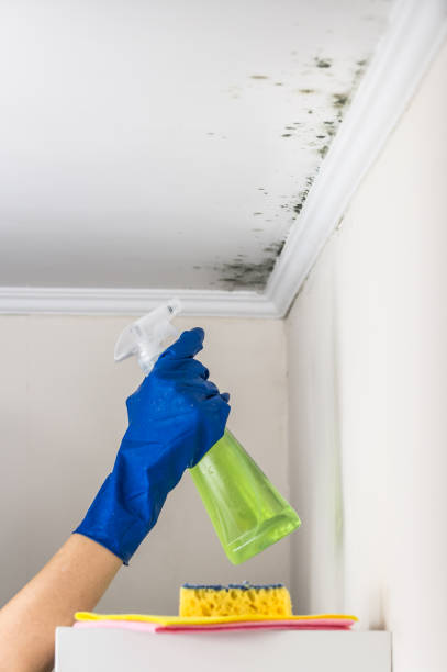 Best Toxic Mold Removal  in North Windham, ME