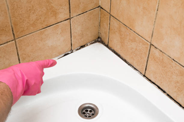 Best Emergency Mold Removal  in North Windham, ME