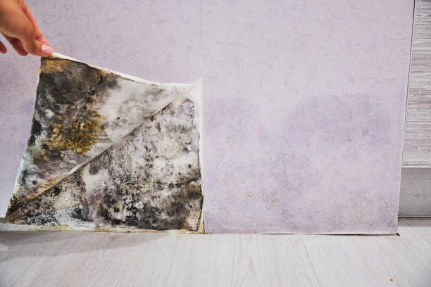 Best Commercial Mold Removal  in North Windham, ME